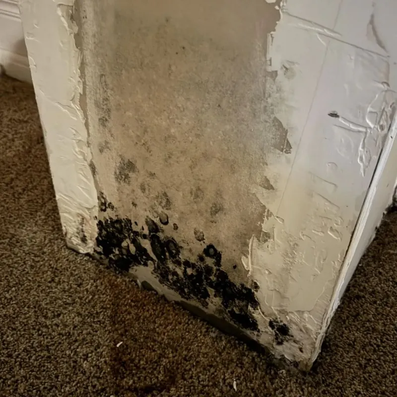 Professional Mold Removal in Bylas, AZ